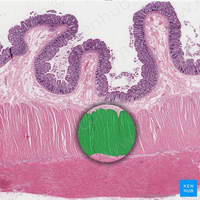 Inner circular layer of muscular coat (Stratum circulare internum tunicae muscularis); Image: 