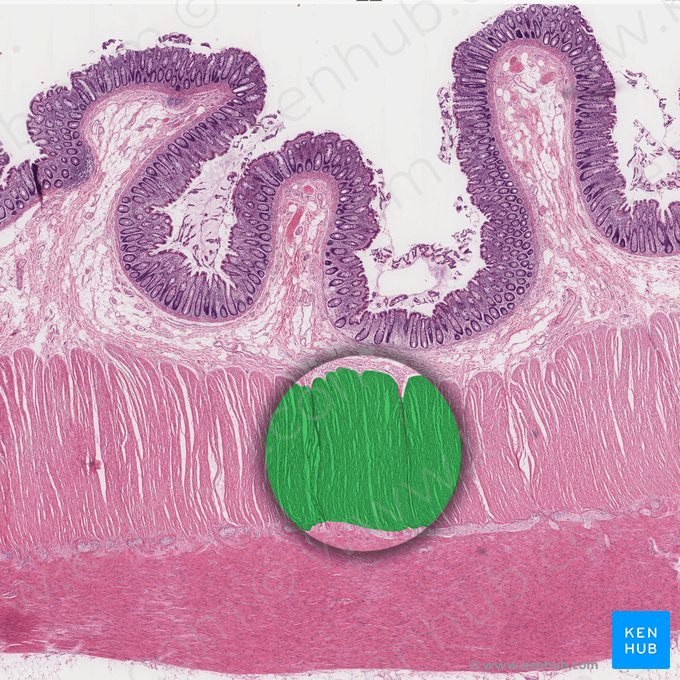 Capa circular interna de la túnica muscular (Stratum circulare internum tunicae muscularis); Imagen: 