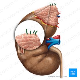 Adrenal glands: Anatomy and clinical aspects | Kenhub