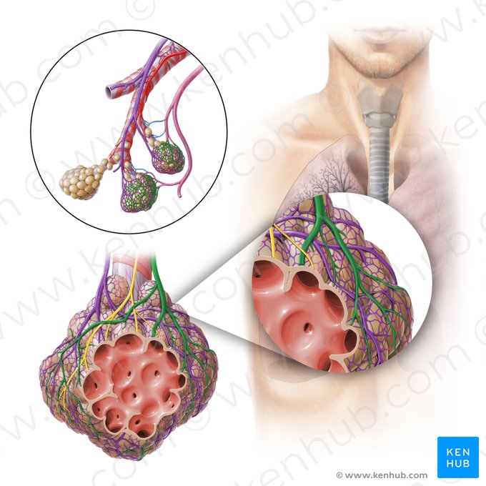 Vênula pulmonar (Venula pulmonalis); Imagem: Paul Kim