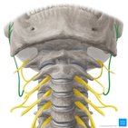 Great auricular nerve