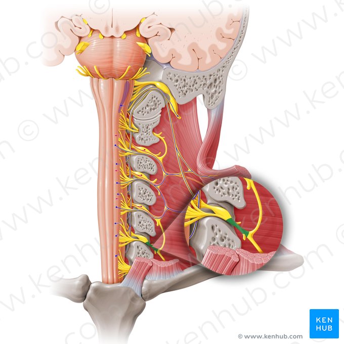 Nervio espinal C5 (Nervus spinalis C5); Imagen: Paul Kim