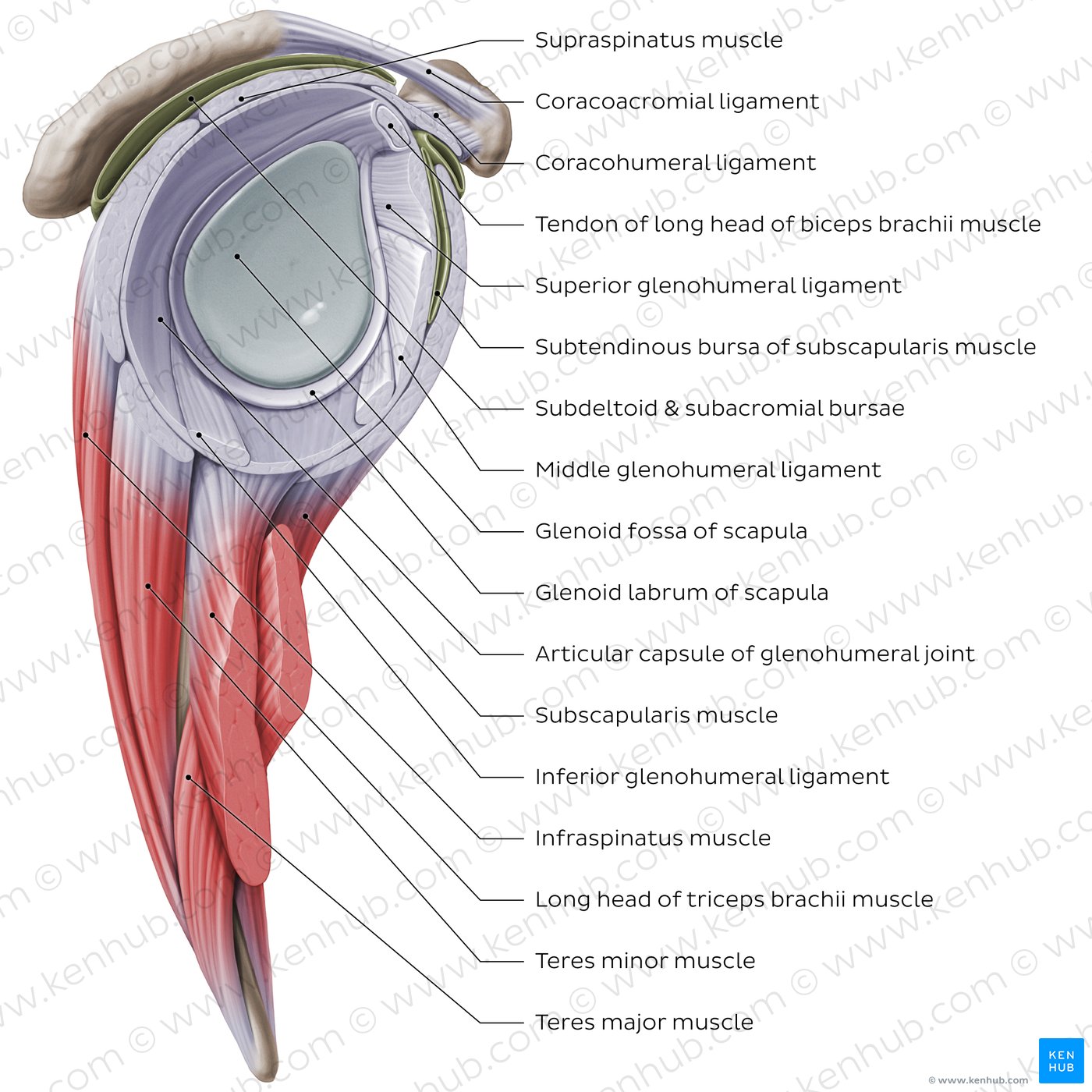 Shoulder (glenohumeral) joint