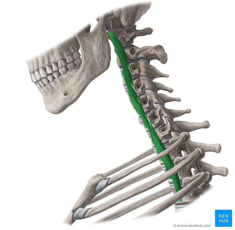 Prevertebral Muscles Longus Capitis Muscle Anatomy Kenhub