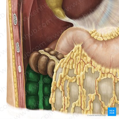 Ascending colon (Colon ascendens); Image: Irina Münstermann