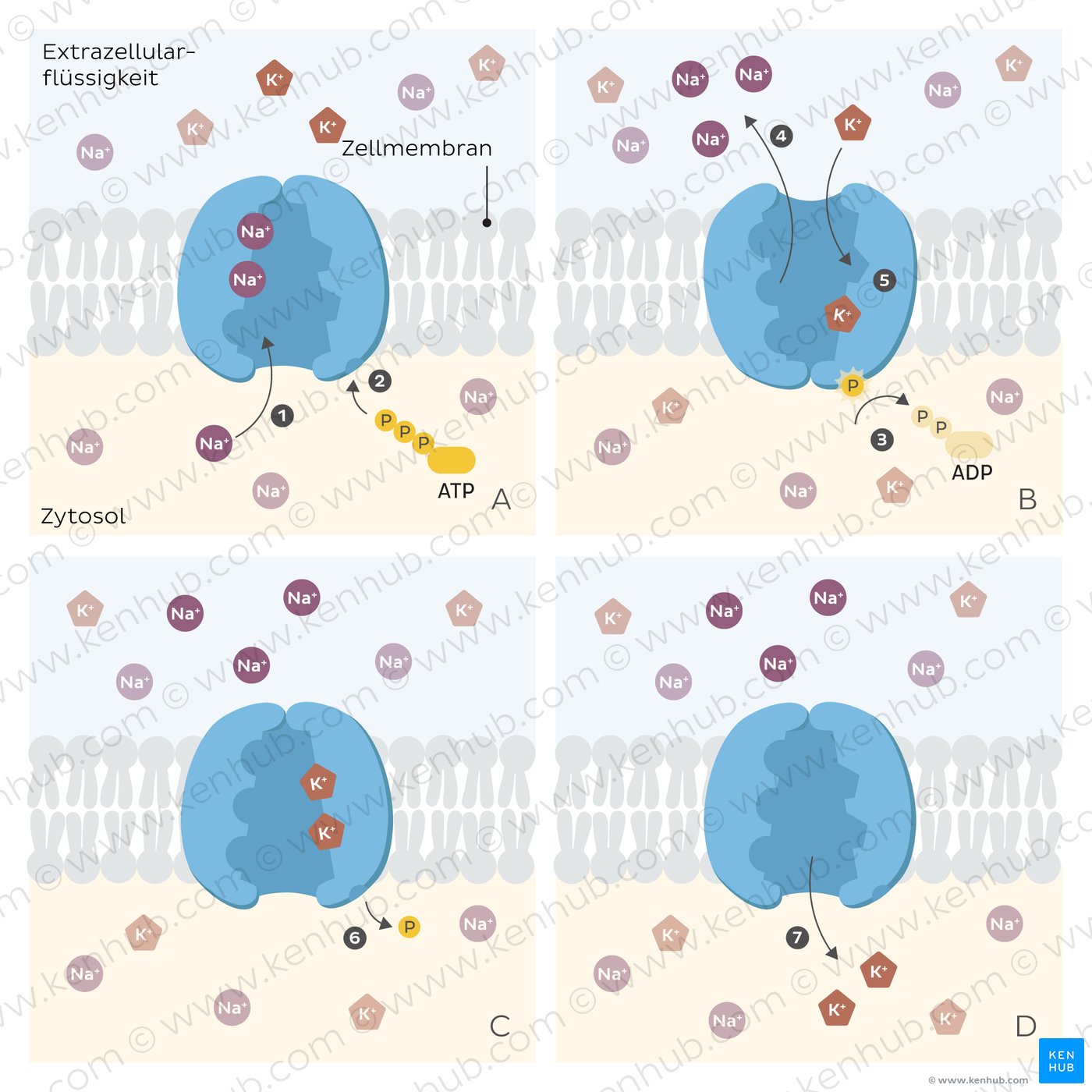 An image showing different steps in the function of a sodium-potassium pump moving ions across a cell membrane.