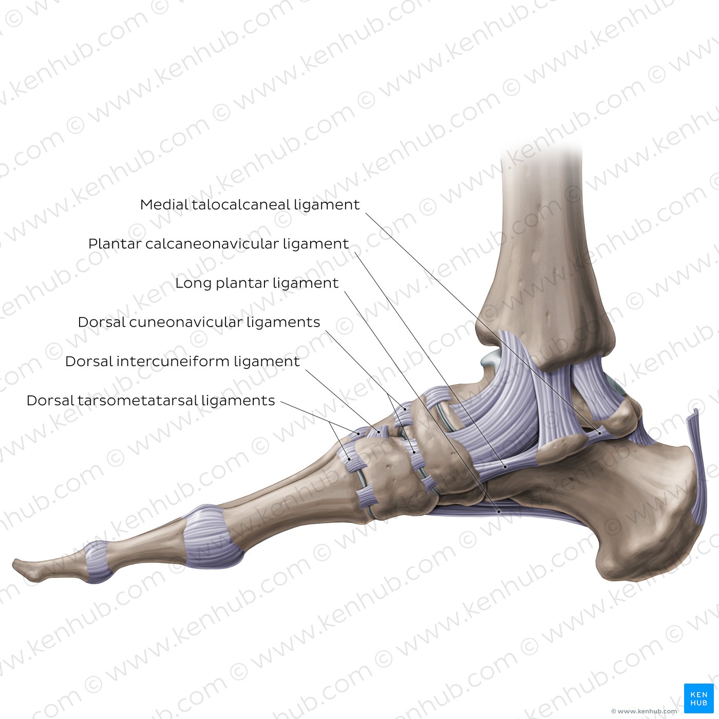 Ligaments of the foot (medial view)