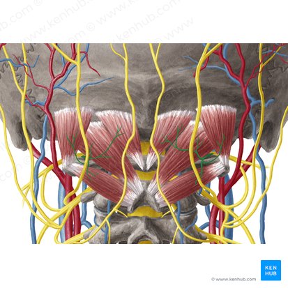 Suboccipital nerve (Nervus suboccipitalis); Image: Yousun Koh