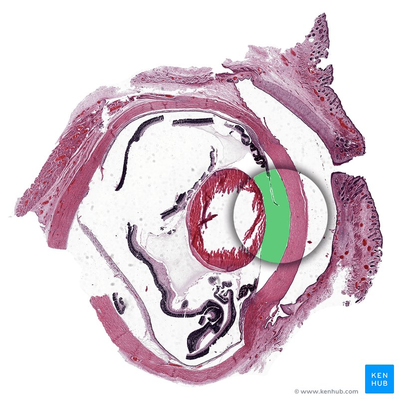 Pupil - histological slide