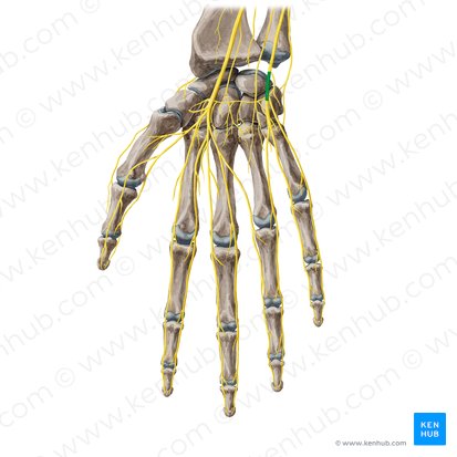 Ramo superficial do nervo ulnar (Ramus superficialis nervi ulnaris); Imagem: Yousun Koh