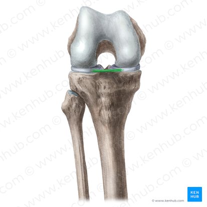 Ligamento transverso do joelho (Ligamentum transversum genus); Imagem: Liene Znotina