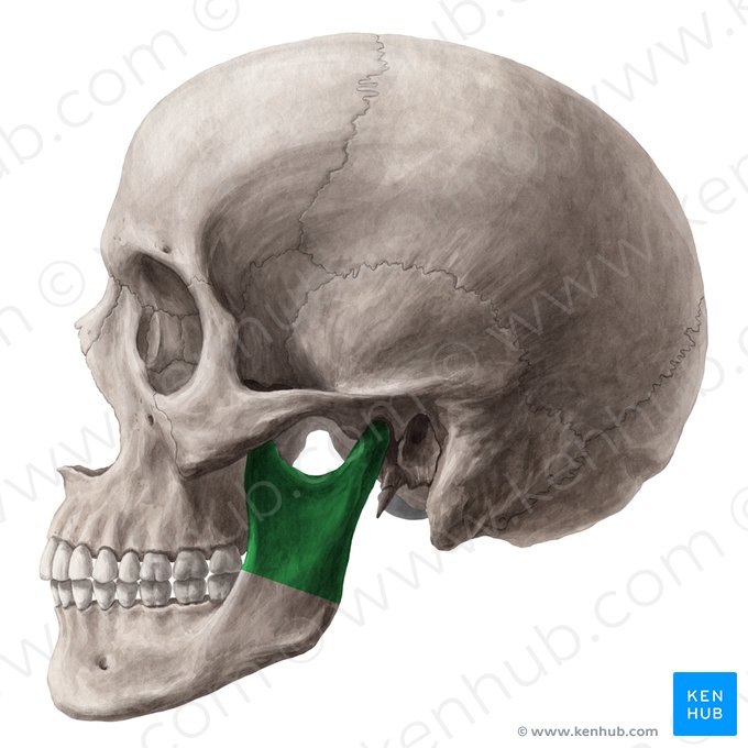 Ramo da mandíbula (Ramus mandibulae); Imagem: Yousun Koh