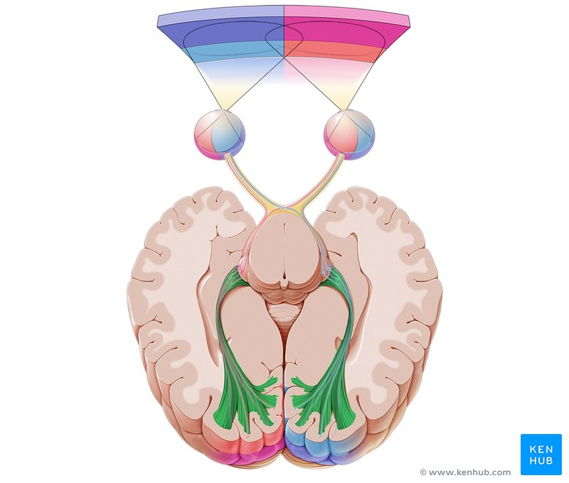 Optic radiation - cranial view