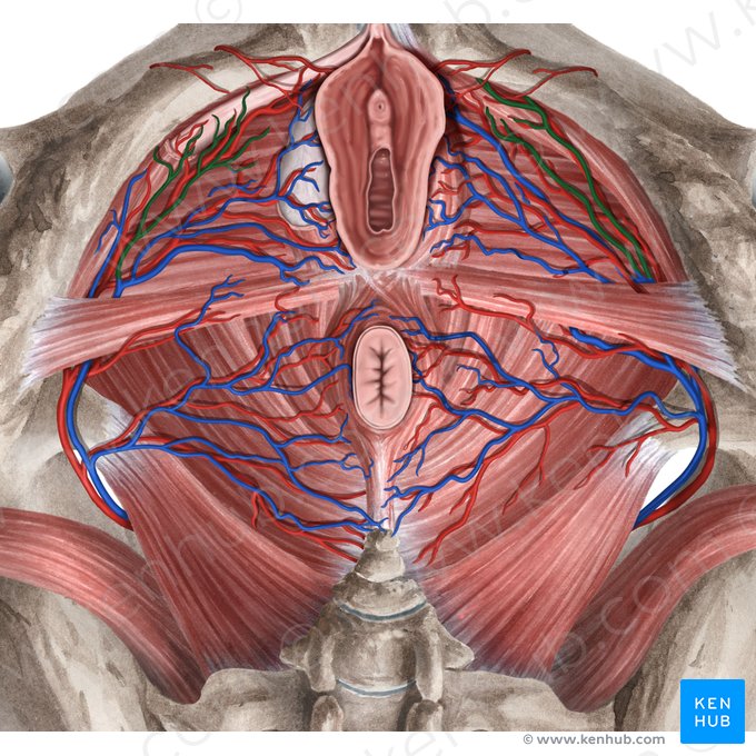 Veias profundas do clitóris (Venae profundae clitoridis); Imagem: Rebecca Betts