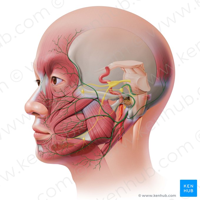 Nervus facialis (Gesichtsnerv); Bild: Paul Kim