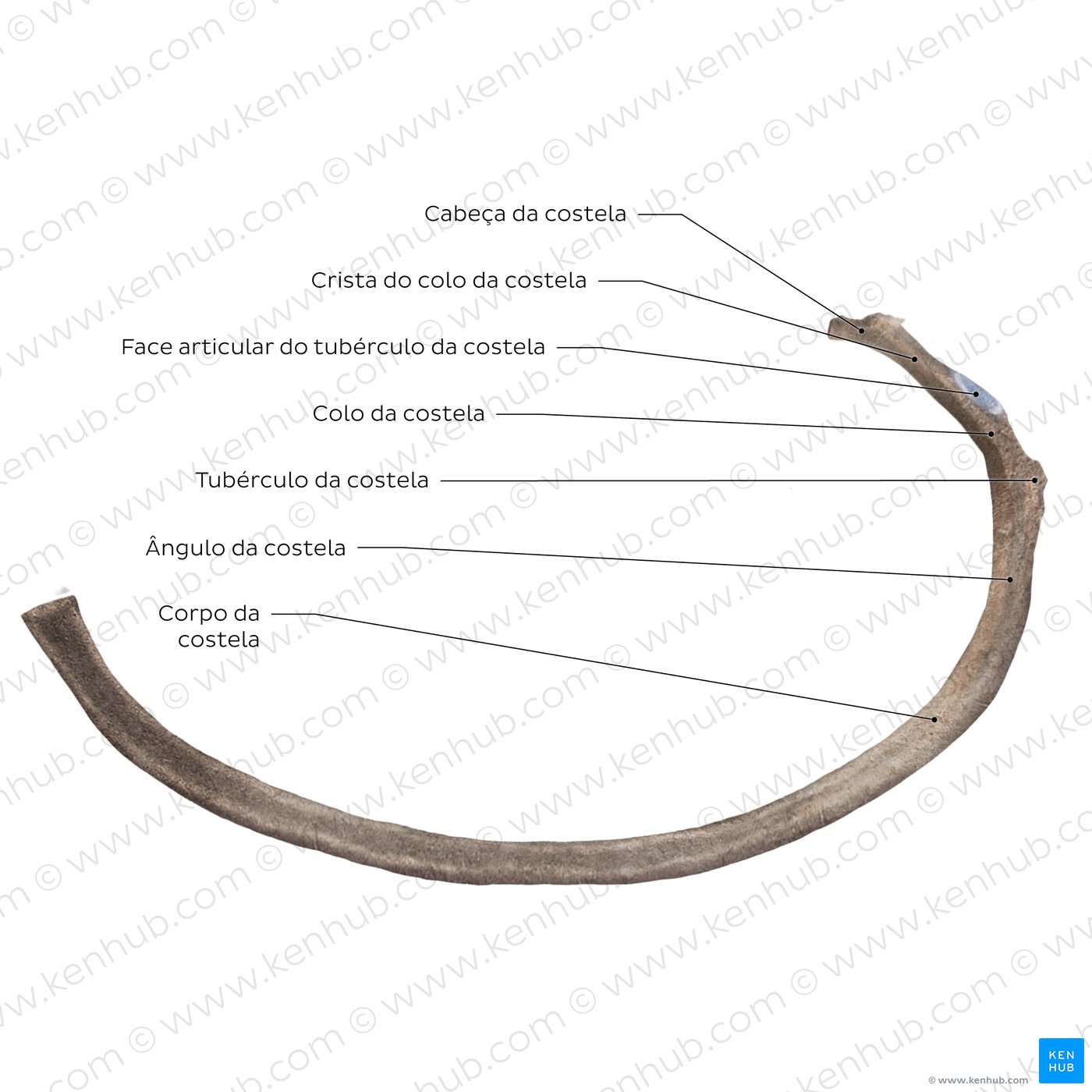Costela típica