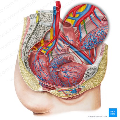 Left vaginal artery (Arteria vaginalis sinistra); Image: Irina Münstermann