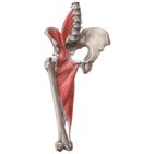 Músculos da anca e da coxa