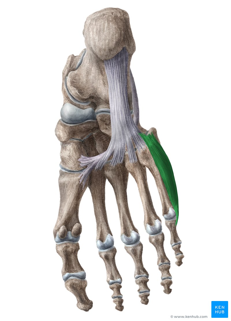 Opponens digiti minimi of foot Origin, insertion, action Kenhub