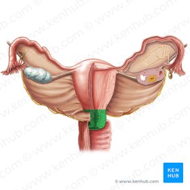 Cuello uterino (Cervix uteri); Imagen: Samantha Zimmerman