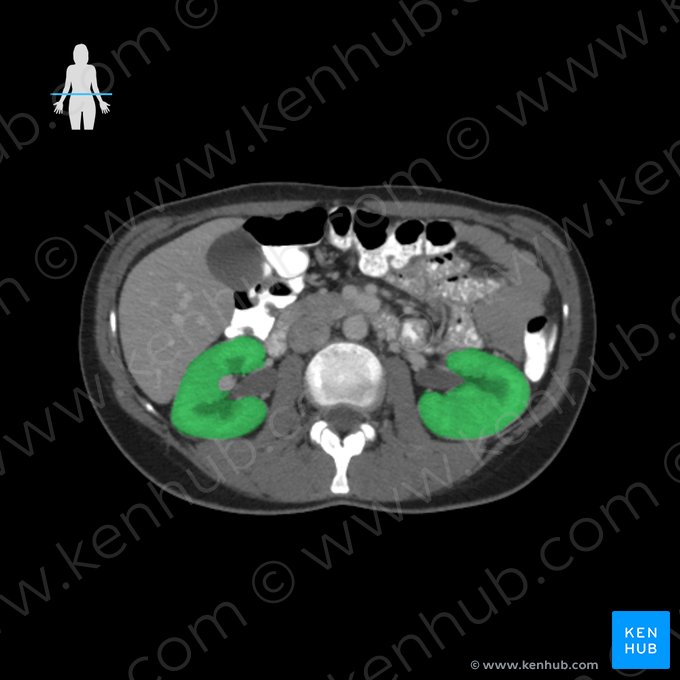 Kidney (Ren); Image: 