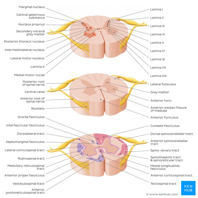 Learn the spinal cord with diagrams and quizzes | Kenhub