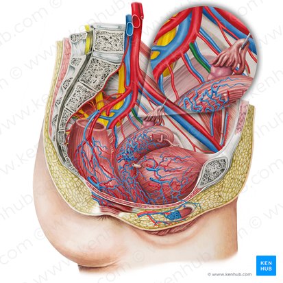 Left uterine artery (Arteria uterina sinistra); Image: Irina Münstermann