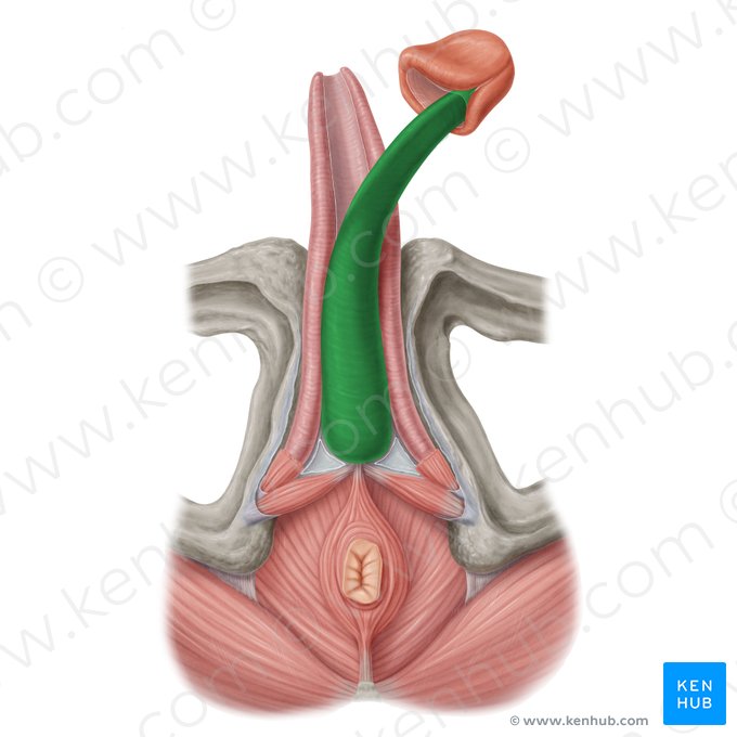 Corpus spongiosum of penis (Corpus spongiosum penis); Image: Samantha Zimmerman