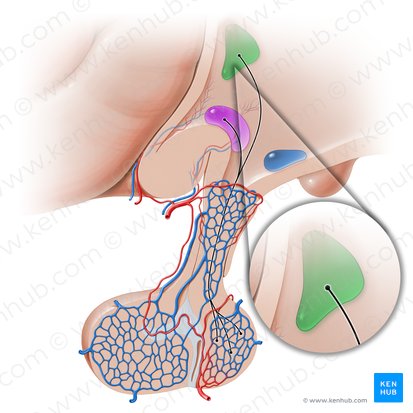 Núcleo paraventricular do hipotálamo (Nucleus paraventricularis hypothalami); Imagem: Paul Kim