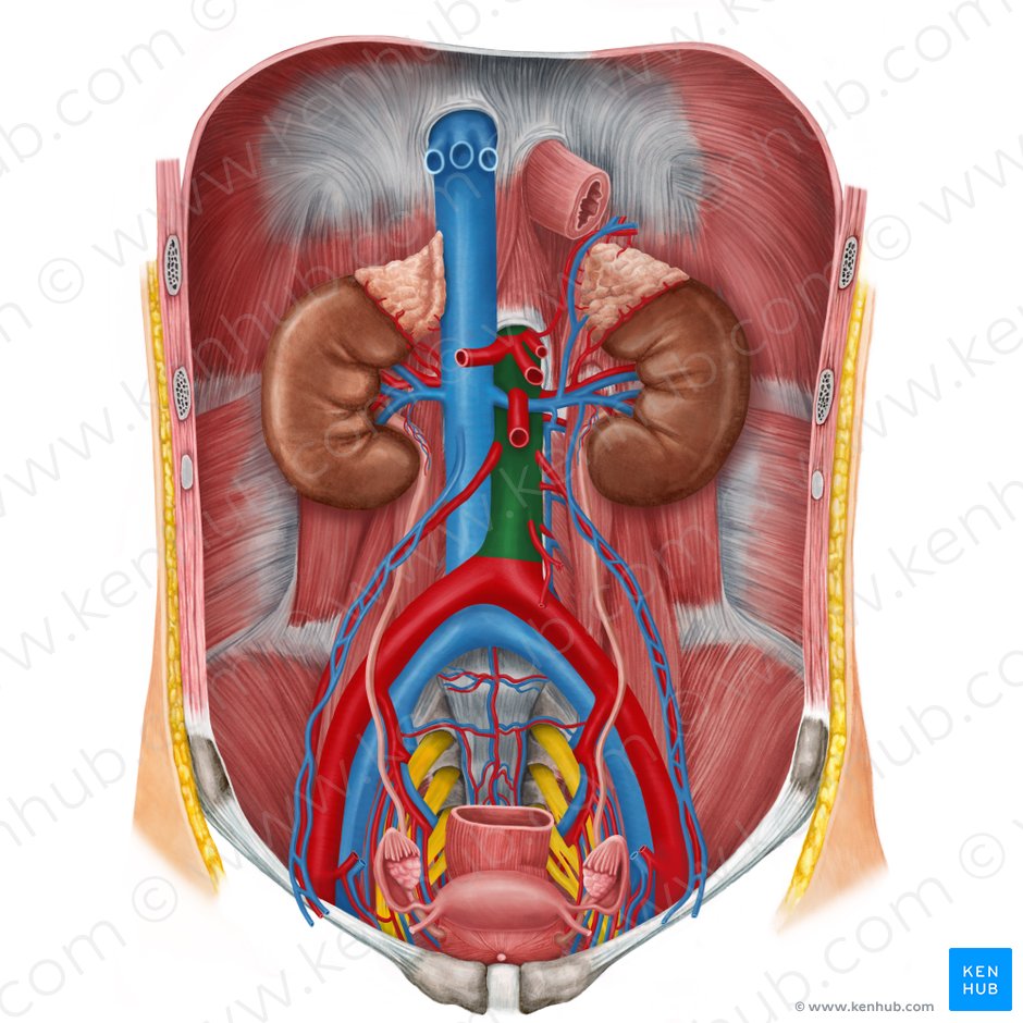 Abdomen Y Pelvis Estructura Y Funcion Kenhub