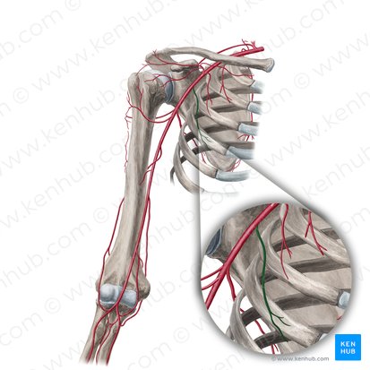 Lateral thoracic artery (Arteria thoracica lateralis); Image: Yousun Koh