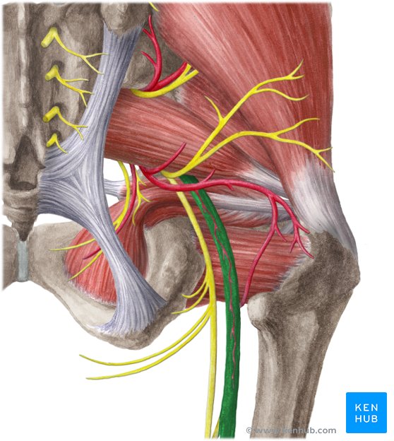 Sciatic nerve: Origin, course and branches