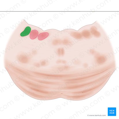 Superior vestibular nucleus (Nucleus vestibularis superior); Image: Paul Kim