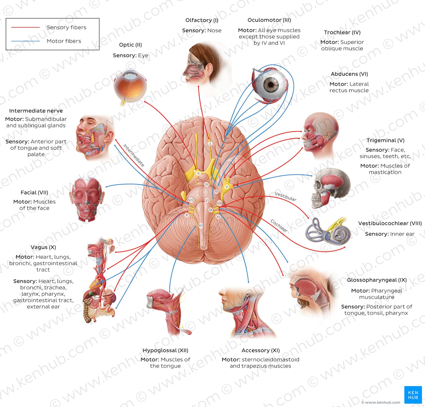 Cranial Nerves Anatomy Names Functions And Mnemonics Kenhub