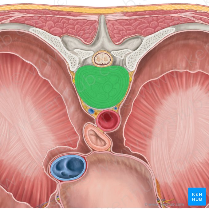 Intervertebral discs T7-T8 (Disci intervertebrales T7-T8); Image: Brendon Farley