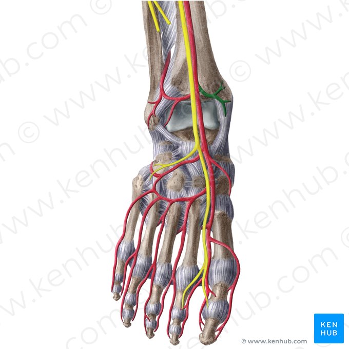 Arteria maleolar anterior medial (Arteria malleolaris anterior medialis); Imagen: Liene Znotina