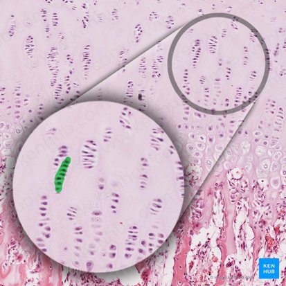 Colonne de chondrocytes (Columella chondrocytorum); Image : 