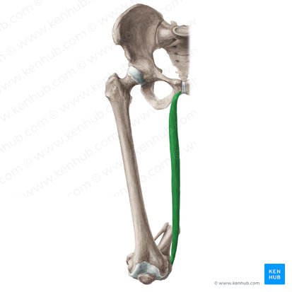 Músculo grácil (Musculus gracilis); Imagen: Liene Znotina