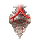 Iliolumbar artery