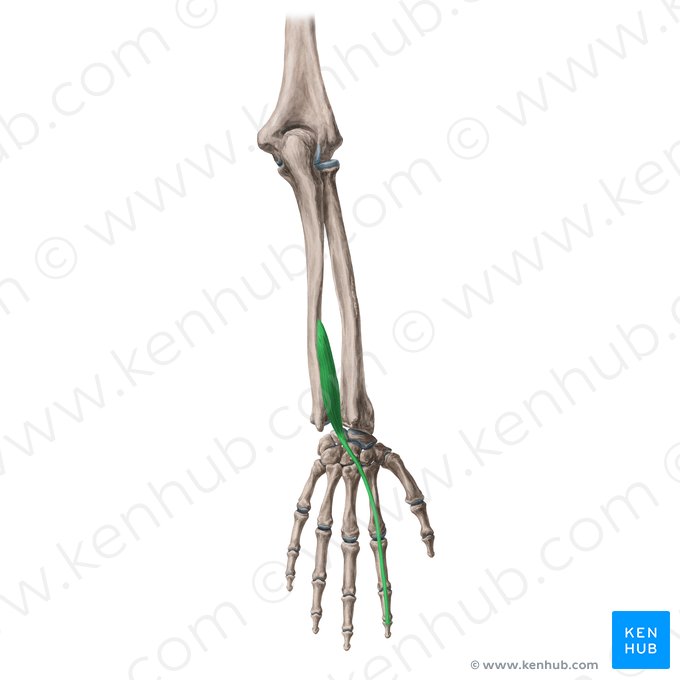 Músculo extensor do indicador (Musculus extensor indicis); Imagem: Yousun Koh