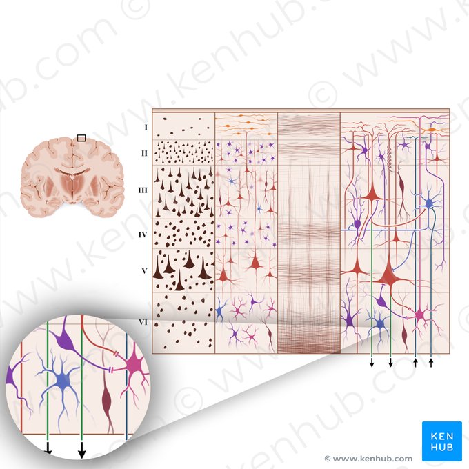 Neurofibrae efferentes corticis cerebri (Efferente Fasern von der Großhirnrinde); Bild: Paul Kim