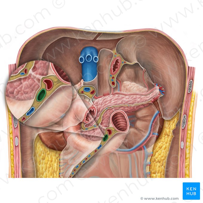 Veia mesentérica superior (Vena mesenterica superior); Imagem: Irina Münstermann