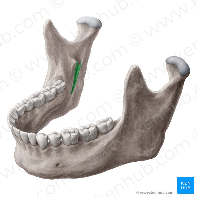Sulco milo-hióideo da mandíbula (Sulcus mylohyoideus mandibulae); Imagem: Yousun Koh