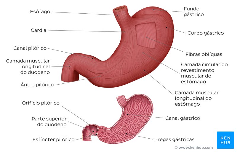 Mucosa e camadas musculares do estômago - vista anterior