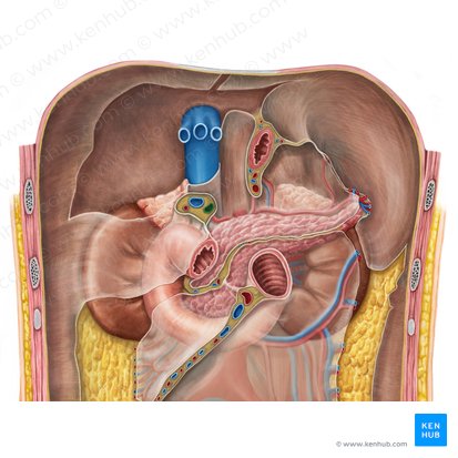 Arteria hepatica propria (Leberarterie); Bild: Irina Münstermann