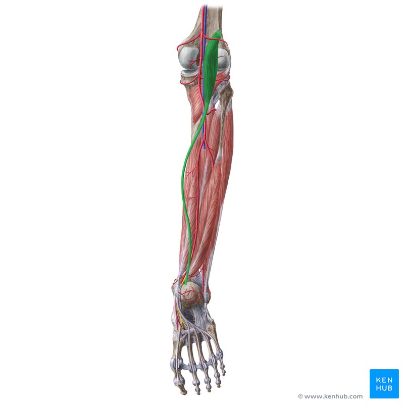 Plantaris muscle (musculus plantaris)