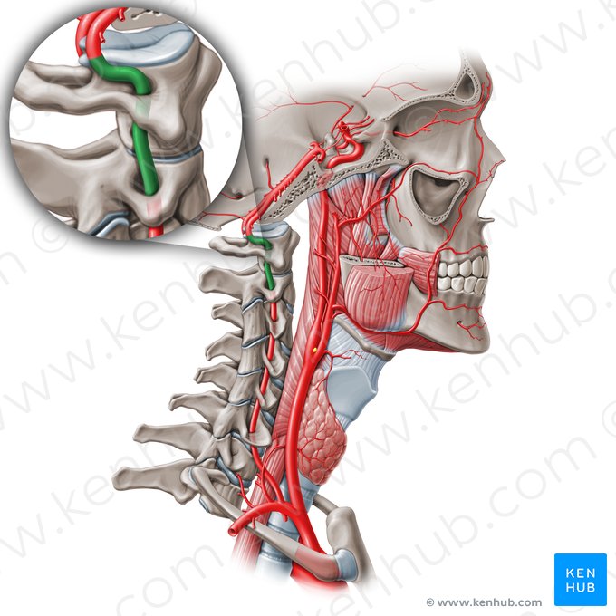 Segmento extraespinal de la arteria vertebral (V3) (Pars atlantica arteriae vertebralis (V3)); Imagen: Paul Kim