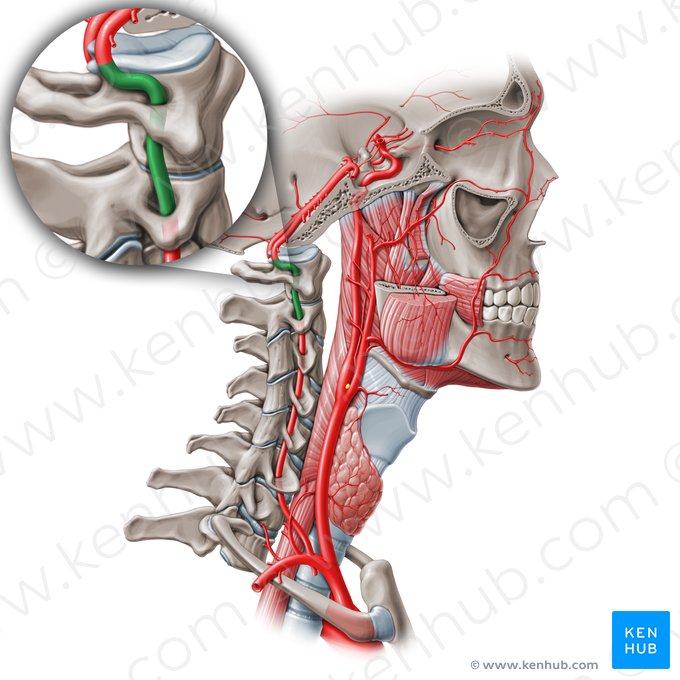 Parte atlântica da artéria vertebral (V3) (Pars atlantica arteriae vertebralis (V3)); Imagem: Paul Kim