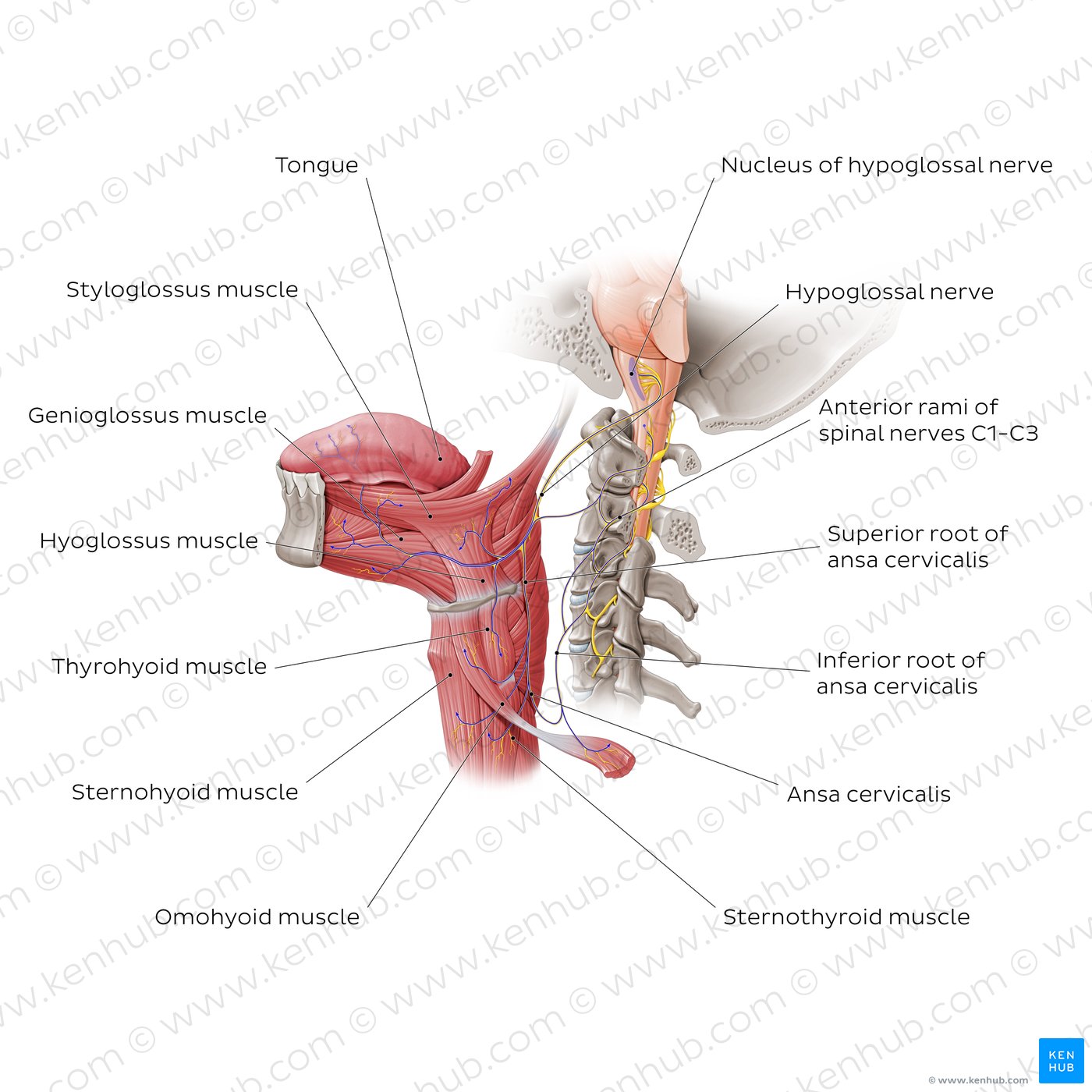 Overview of the hypoglossal nerve