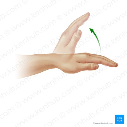 Extensio manus (Extension der Hand); Bild: Paul Kim